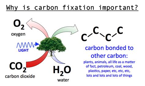 Carbon fixation starts with carbon dioxide, which...