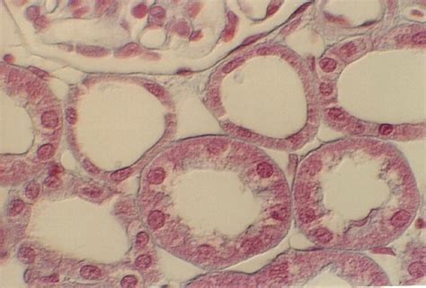 Simple Cuboidal Epithelium Kidney