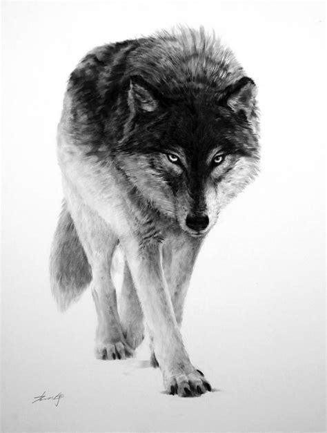 The Wolf Drawing by Kisoo Chai | Saatchi Art