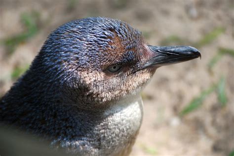 Best Places to See Wildlife in Tasmania | Happiest Outdoors