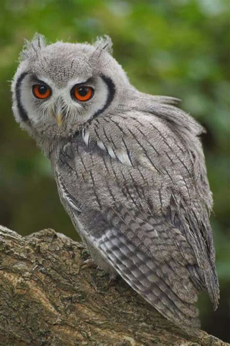 Red eyes! Beautiful Owl, Animals Beautiful, Cute Animals, Animals And Pets, Lovely, Owl Photos ...