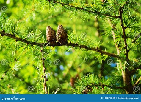 Larch Cones. European Larch Larix Decidua Mill Branches with Seed Cones ...