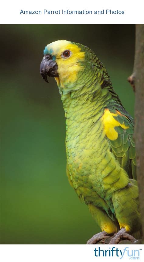 Amazon Parrot Information and Photos | ThriftyFun