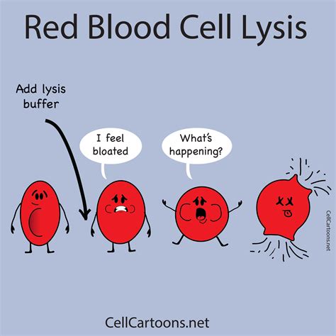 Red Blood Cell Lysis - Cell Cartoons