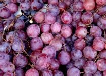 Juicy Grapes Free Stock Photo - Public Domain Pictures