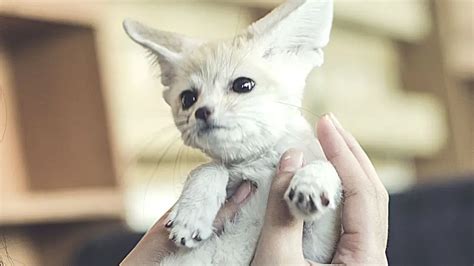 Understanding Fennec Fox Biology and Behavior – All Small Pets