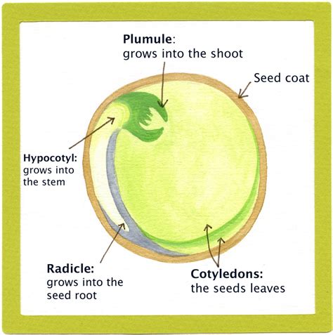 Seed Anatomy Diagram