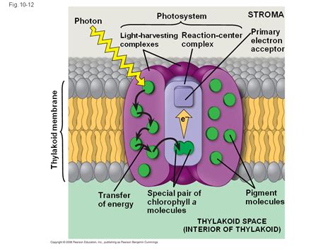 Excitation of Chlorophyll by Light