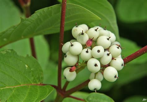 How to Grow Red Twig Dogwood Shrubs | Garden Design