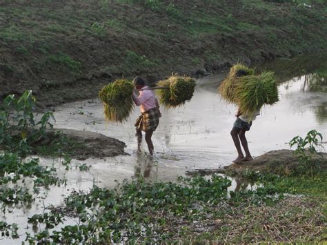 Nature of Bangladesh: Village of Bangladesh