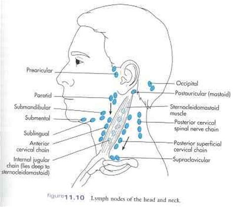 Lymph Nodes On Neck Diagram