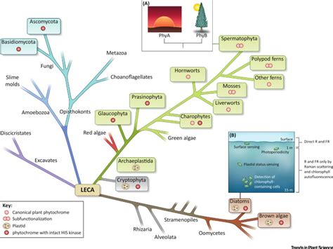 Phytochromes: More Than Meets the Eye: Trends in Plant Science