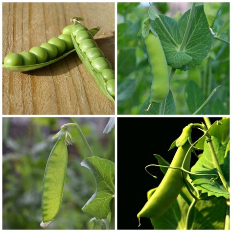 Types of Peas - Tips for Growing Garden Peas - English Snow Sugar Snap