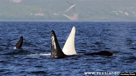 Discoverers Share More Of White Orca's Secrets