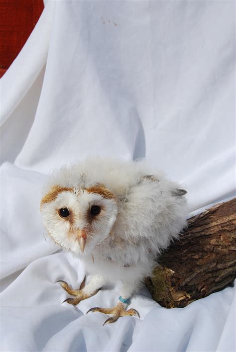 BARN OWL BABY STOCK 10 by Theshelfs on DeviantArt