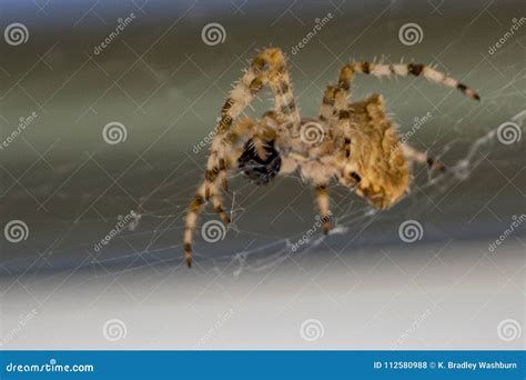 Cat Face Spider stock photo. Image of closeup, alone - 112580988