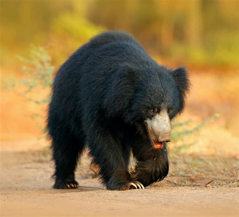 Raiders of the Anthill: Sloth Bears of Kumbhalgarh | RoundGlass | Sustain