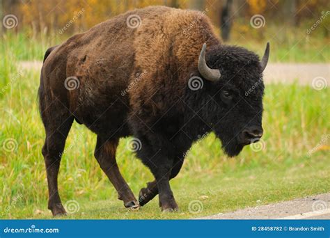 Plains Bison stock photo. Image of endangered, mammal - 28458782