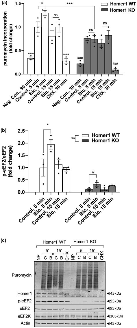 Bicuculline regulated protein synthesis is dependent on Homer1 and promotes its interaction with ...