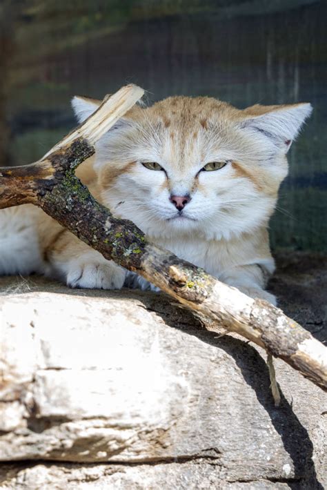 Sand Cat - Potawatomi Zoo