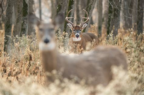 Whitetail Deer Photography - Whitetail Deer Photography