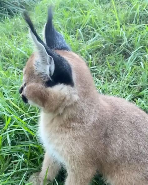 Watch the ears flick.⁣ ⁣Caracal cats have 20 different muscles that ...