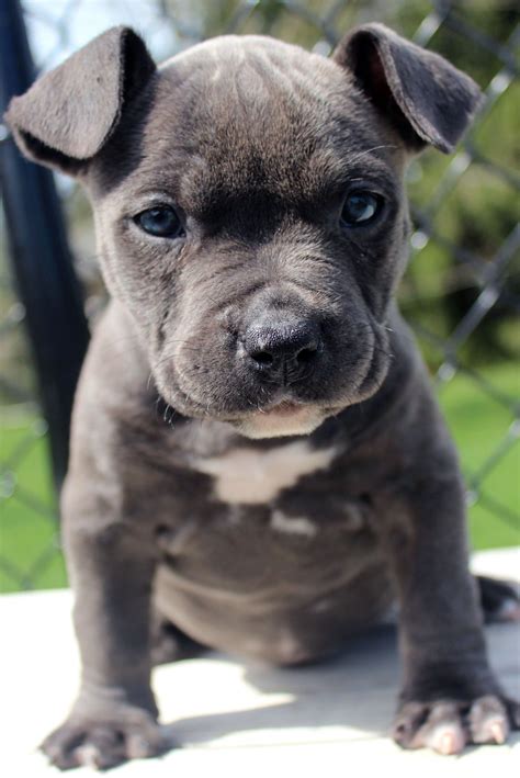 Xl female blue pitbull female puppy | Pitbull puppies, Pitbull puppies for sale, Blue nose ...