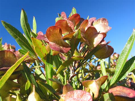 Aalii - maui Native Nursery