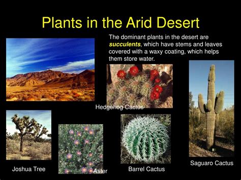 PPT - Desert Biomes PowerPoint Presentation, free download - ID:4130446