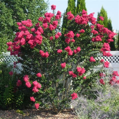 Crape Myrtle 'Pink Velour' for Sale Online - The Greenhouse