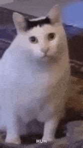 Meme Cat Cat Meme Sticker - Meme cat Cat meme Happy happy happy cat meme - Discover & Share GIFs