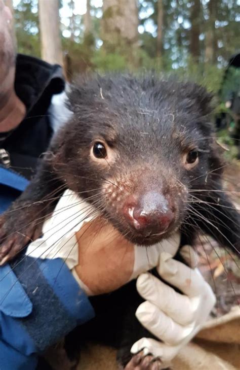 Tasmanian devils face new cancer threat for survival in the wild | PerthNow