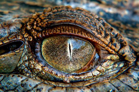 Eye of the Crocodile | Kelvin Marshall Nature & Wildlife Photography