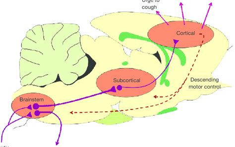 Schematic overview of the central organisation of cough neural ...