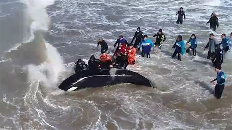 Beached Orca Saved in Dramatic Rescue — National Geographic | Orca ...