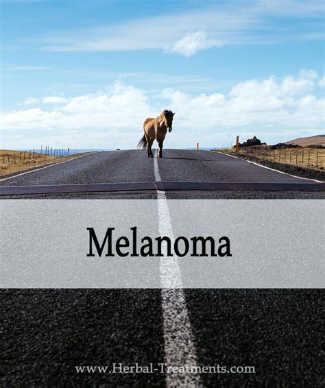 Melanoma (Skin Cancer) in Horses - Avnayt & Waltham's HOLISTIC TREATMENT TRADITION