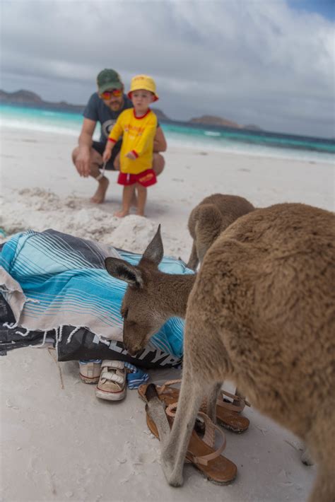 Kangaroos on Lucky Bay Beach - Sweet Tea Sweetie