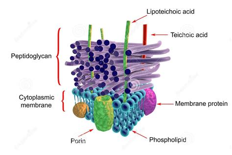 Bacterial Cell Wall