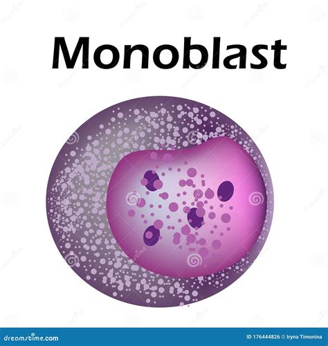 The Structure Of The Monocyte. Monocytes Blood Cell. Macrophage. White Blood Cell Immunity ...