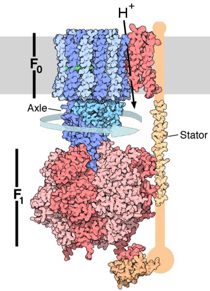 Human ATP synthase - wikidoc