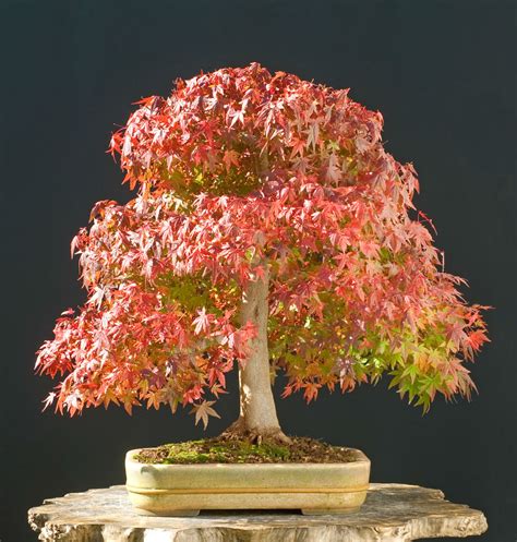 Grow A Bonsai Tree | Online Guide On How To Grow A Bonsai Tree