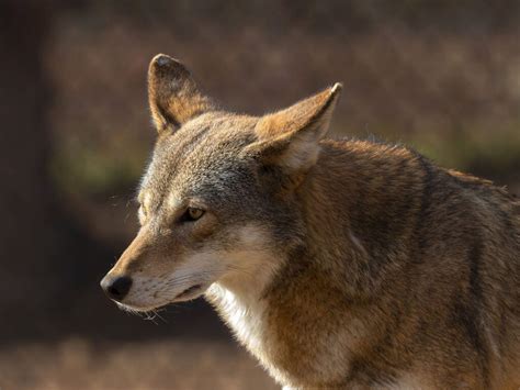 NC Red Wolves, Red Wolf Education - North Carolina Wildlife Federation