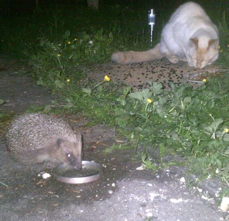 Hedgehog predators - Hedgehog Street