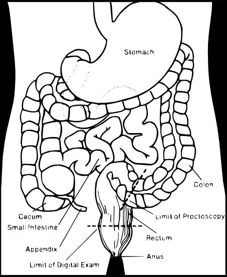 Digestive System clip art Vectors graphic art designs in editable .ai ...