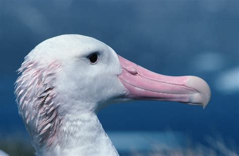 Albatross pictures - British Antarctic Survey