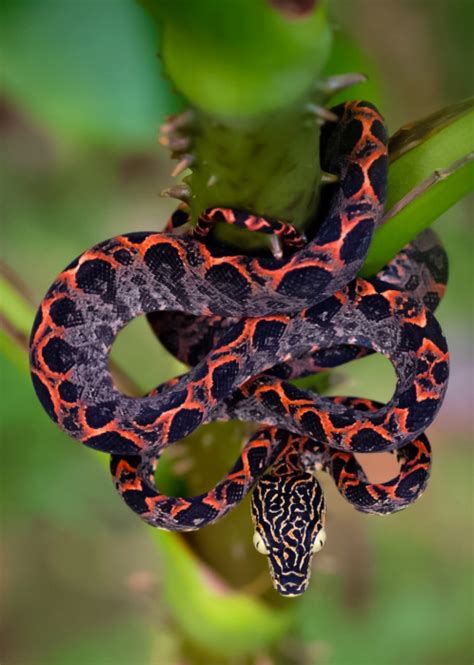 Amazon Tree Boa *Corallus hortulanus* : r/snakes