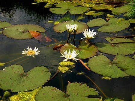 11 best Everglades Plants images on Pinterest | Water lilies, Gardening and Lilies
