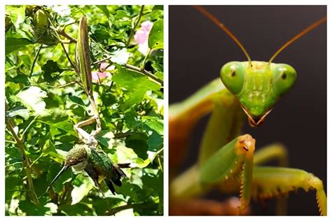 Watch Praying Mantis Feast on Bird in Horrifying Video: 'Brutal to Watch'