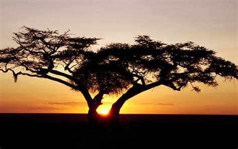 Safari Sunrise, Africa ID 17989 - 2560x1600 - 931993