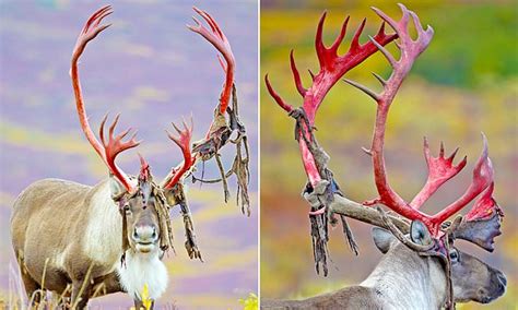 Stunning photos show a deer shedding it's velvet in Alaska | Daily Mail Online